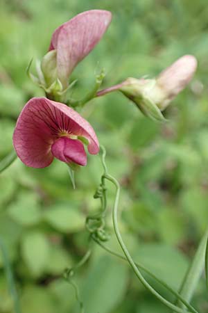 Lathyrus heterophyllus \ Verschiedenbl�ttrige Platterbse / Norfolk Everlasting Vetchling, D M&uuml;hlheim an der Donau 20.6.2015
