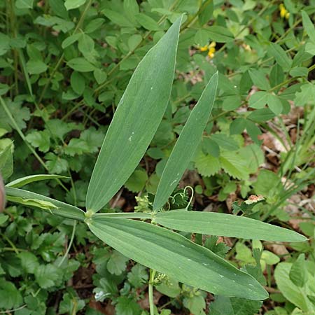 Lathyrus heterophyllus \ Verschiedenbl�ttrige Platterbse / Norfolk Everlasting Vetchling, D M&uuml;hlheim an der Donau 20.6.2015