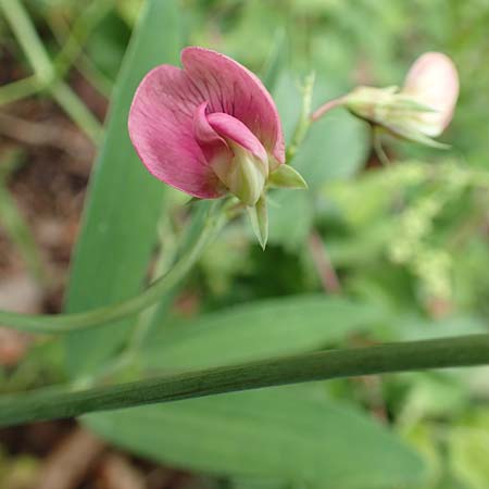 Lathyrus heterophyllus \ Verschiedenbl�ttrige Platterbse / Norfolk Everlasting Vetchling, D M&uuml;hlheim an der Donau 20.6.2015