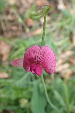 Lathyrus heterophyllus \ Verschiedenbl�ttrige Platterbse / Norfolk Everlasting Vetchling, D M&uuml;hlheim an der Donau 20.6.2015