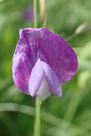 Lathyrus hirsutus \ Behaartfr�chtige Platterbse / Hairy Vetchling, D Neuleiningen 15.6.2016