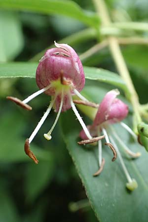 Lonicera henryi, Immergr&uuml;nes Gei�blatt
