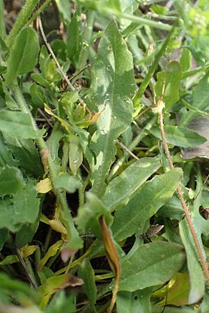 Lepidium heterophyllum \ Verschiedenbl�ttrige Kresse, D Frankfurt Airport 19.5.2019