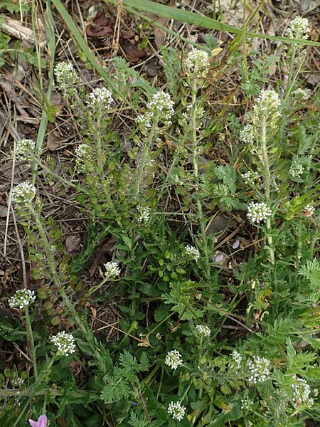 Lepidium heterophyllum \ Verschiedenbl�ttrige Kresse, D Frankfurt Airport 19.5.2019