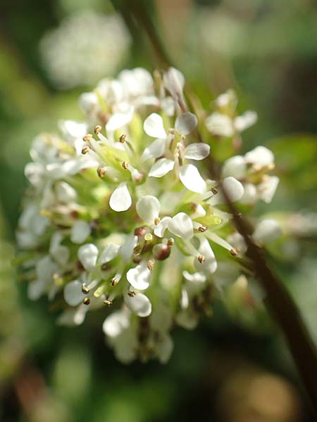 Lepidium heterophyllum \ Verschiedenbl�ttrige Kresse, D Frankfurt Airport 19.5.2019