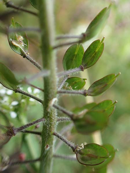 Lepidium heterophyllum \ Verschiedenbl�ttrige Kresse, D Frankfurt Airport 19.5.2019