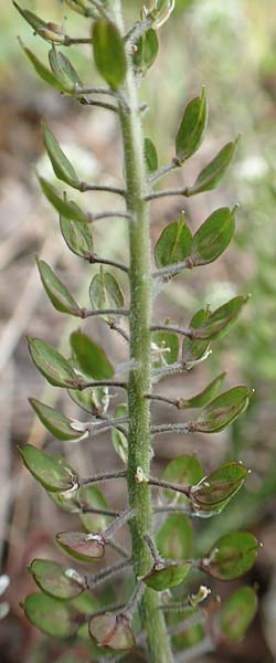 Lepidium heterophyllum \ Verschiedenbl�ttrige Kresse, D Frankfurt Airport 19.5.2019