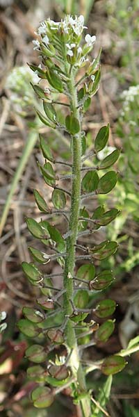 Lepidium heterophyllum \ Verschiedenbl�ttrige Kresse, D Frankfurt Airport 19.5.2019