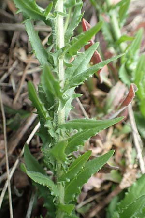 Lepidium heterophyllum \ Verschiedenbl�ttrige Kresse, D Frankfurt Airport 19.5.2019