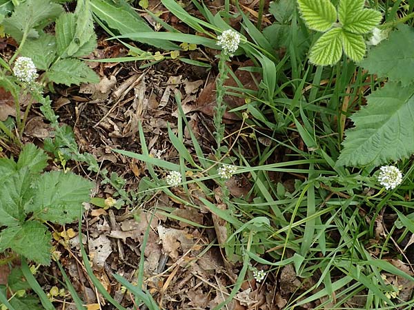 Lepidium heterophyllum \ Verschiedenbl�ttrige Kresse, D Odenwald, W&uuml;nschmichelbach 12.5.2021