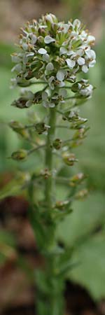 Lepidium heterophyllum \ Verschiedenbl�ttrige Kresse, D Odenwald, W&uuml;nschmichelbach 12.5.2021