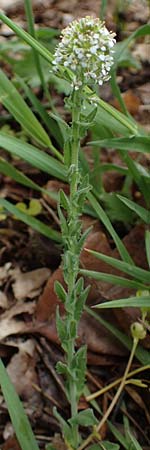 Lepidium heterophyllum \ Verschiedenbl�ttrige Kresse, D Odenwald, W&uuml;nschmichelbach 12.5.2021