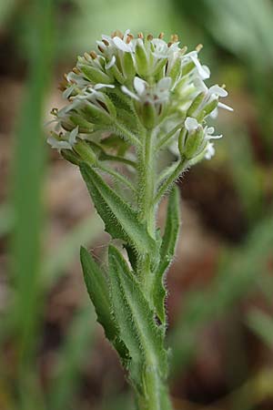 Lepidium heterophyllum \ Verschiedenbl�ttrige Kresse, D Odenwald, W&uuml;nschmichelbach 12.5.2021