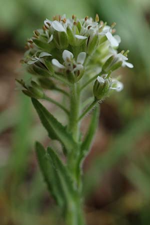 Lepidium heterophyllum \ Verschiedenbl�ttrige Kresse, D Odenwald, W&uuml;nschmichelbach 12.5.2021