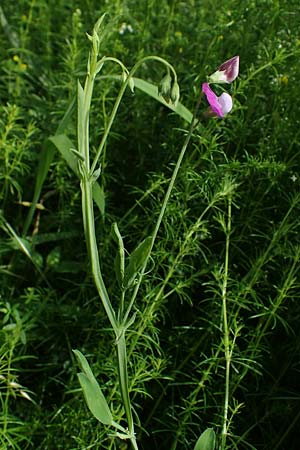 Lathyrus hirsutus \ Behaartfr�chtige Platterbse / Hairy Vetchling, D Eggenstein-Leopoldshafen 12.6.2021