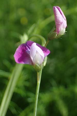 Lathyrus hirsutus \ Behaartfr�chtige Platterbse / Hairy Vetchling, D Eggenstein-Leopoldshafen 12.6.2021