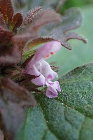 Lamium hybridum \ Eingeschnittene Taubnessel, Bastard-Taubnessel / Cut-Leaved Dead-Nettle, D Gelsenkirchen 12.3.2022