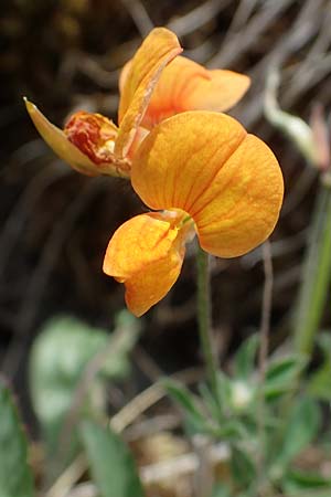 Lotus corniculatus subsp. hirsutus \ Behaarter Gew�hnlicher Hornklee, D Th&uuml;ringen, Erfurt 19.6.2023