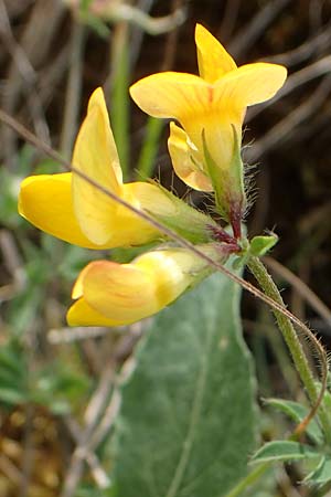 Lotus corniculatus subsp. hirsutus \ Behaarter Gew�hnlicher Hornklee, D Th&uuml;ringen, Erfurt 19.6.2023