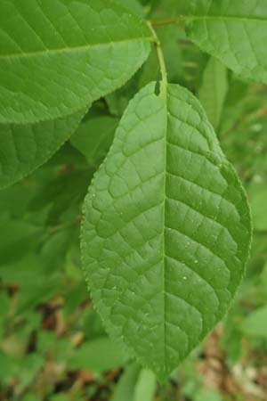 Lonicera involucrata, Kalifornische Heckenkirsche, Schwarzrote Heckenkirsche