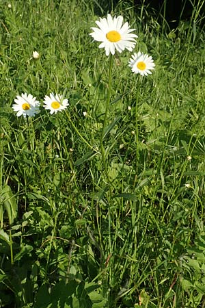 Leucanthemum maximum / Shasta Ox-Eye Daisy, D Bergkamen 21.5.2018