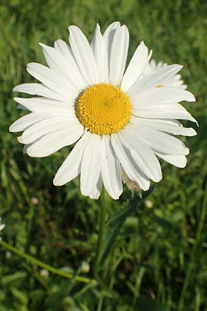 Leucanthemum maximum / Shasta Ox-Eye Daisy, D Bergkamen 21.5.2018