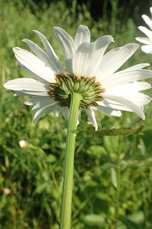 Leucanthemum maximum / Shasta Ox-Eye Daisy, D Bergkamen 21.5.2018