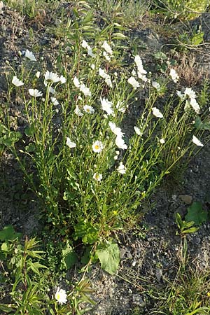 Leucanthemum maximum / Shasta Ox-Eye Daisy, D Bergkamen 21.5.2018