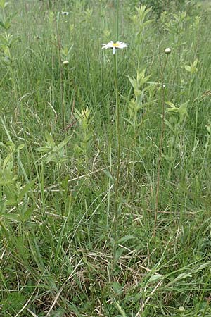 Leucanthemum vulgare \ Magerwiesen-Margerite, Fr�he Wucherblume / Early Ox-Eye Daisy, D Hassloch 25.5.2018
