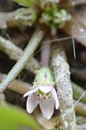 Limosella aquatica \ Schlammling, Wasser-Schlammkraut / Water Mudwort, D K&ouml;ln-Langel 6.10.2018