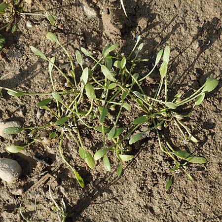 Limosella aquatica \ Schlammling, Wasser-Schlammkraut / Water Mudwort, D K&ouml;ln-Langel 6.10.2018