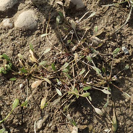 Limosella aquatica \ Schlammling, Wasser-Schlammkraut / Water Mudwort, D K&ouml;ln-Langel 6.10.2018