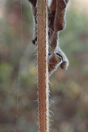 Stachys palustris \ Sumpf-Ziest / Marsh Woundwort, D Mannheim 14.10.2018
