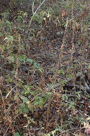 Stachys palustris \ Sumpf-Ziest / Marsh Woundwort, D Mannheim 14.10.2018