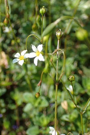 Linum catharticum, Fairy Flax