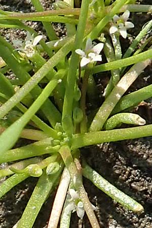 Limosella aquatica \ Schlammling, Wasser-Schlammkraut / Water Mudwort, D Eifel Rur-See/Rur-Lake 11.9.2020
