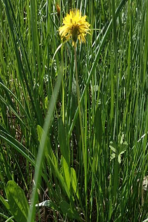 Taraxacum hollandicum \ Holl�ndischer Sumpf-L�wenzahn / Dutch Marsh Dandelion, D Hegne 25.4.2018