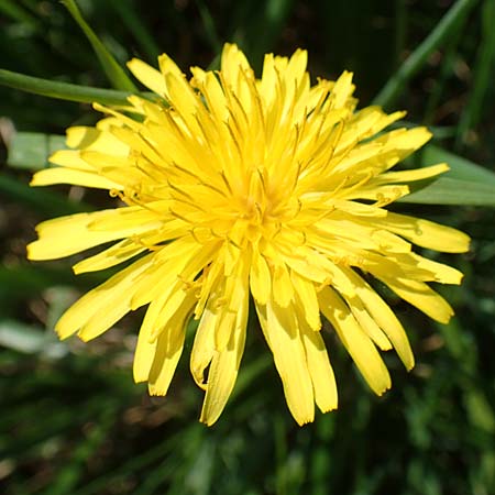 Taraxacum hollandicum \ Holl�ndischer Sumpf-L�wenzahn / Dutch Marsh Dandelion, D Hegne 25.4.2018