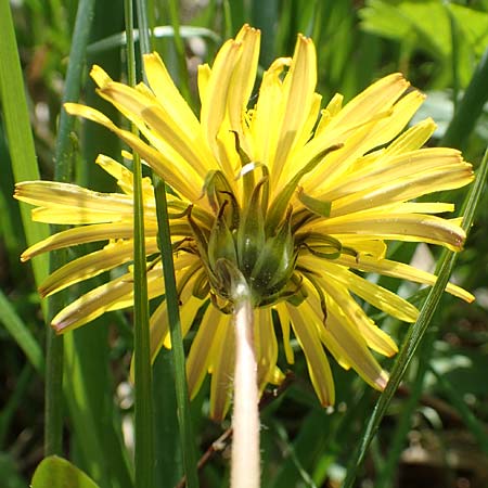 Taraxacum hollandicum \ Holl�ndischer Sumpf-L�wenzahn / Dutch Marsh Dandelion, D Hegne 25.4.2018