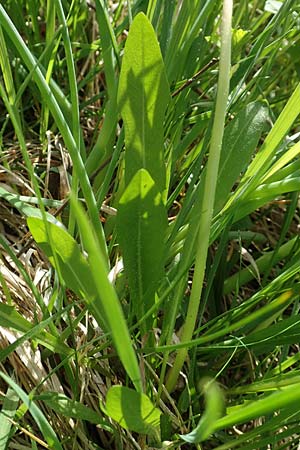 Taraxacum hollandicum \ Holl�ndischer Sumpf-L�wenzahn / Dutch Marsh Dandelion, D Hegne 25.4.2018