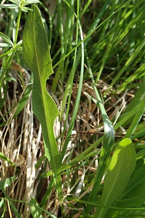 Taraxacum hollandicum \ Holl�ndischer Sumpf-L�wenzahn / Dutch Marsh Dandelion, D Hegne 25.4.2018