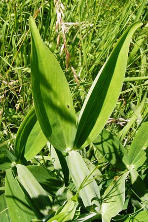 Lathyrus latifolius \ Breitbl�ttrige Platterbse, D T&uuml;bingen 3.6.2015