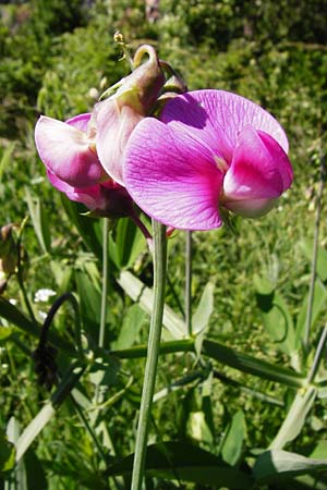 Lathyrus latifolius \ Breitbl�ttrige Platterbse, D T&uuml;bingen 3.6.2015