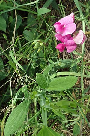 Lathyrus latifolius \ Breitbl�ttrige Platterbse, D Obernburg am Main 19.8.2017