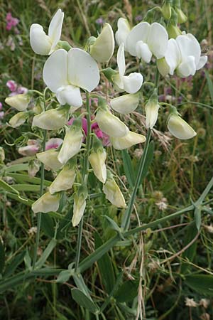 Lathyrus latifolius \ Breitbl�ttrige Platterbse, D Pfalz, Speyer 17.6.2018