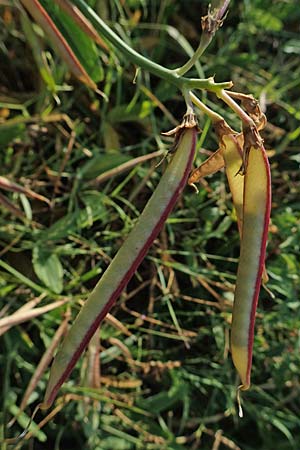 Lathyrus latifolius \ Breitbl�ttrige Platterbse, D Eckelsheim 18.7.2020