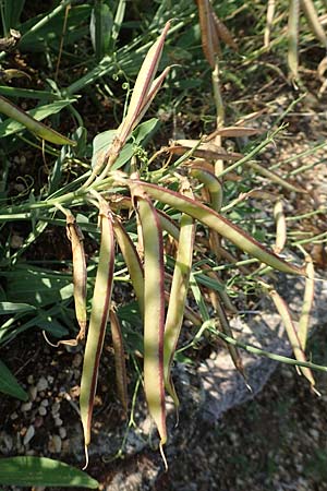 Lathyrus latifolius \ Breitbl�ttrige Platterbse, D Eckelsheim 18.7.2020