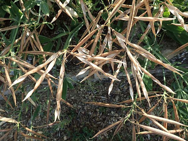 Lathyrus latifolius \ Breitbl�ttrige Platterbse, D Eckelsheim 18.7.2020