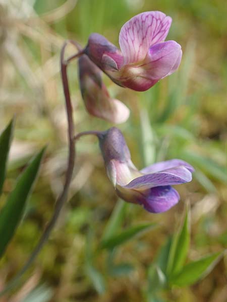 Lathyrus linifolius \ Berg-Platterbse / Bitter Vetchling, D Odenwald, W&uuml;nschmichelbach 8.5.2021
