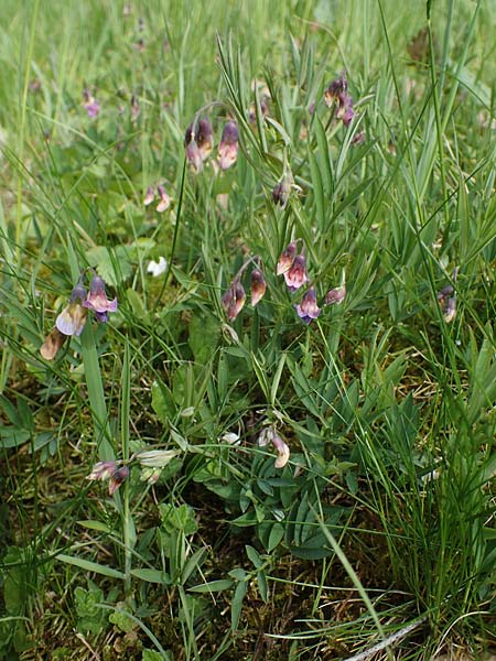 Lathyrus linifolius \ Berg-Platterbse / Bitter Vetchling, D Odenwald, W&uuml;nschmichelbach 8.5.2021